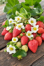 Lot De 10 Fraisiers ‘Elsanta’ – Plante D’Extérieur