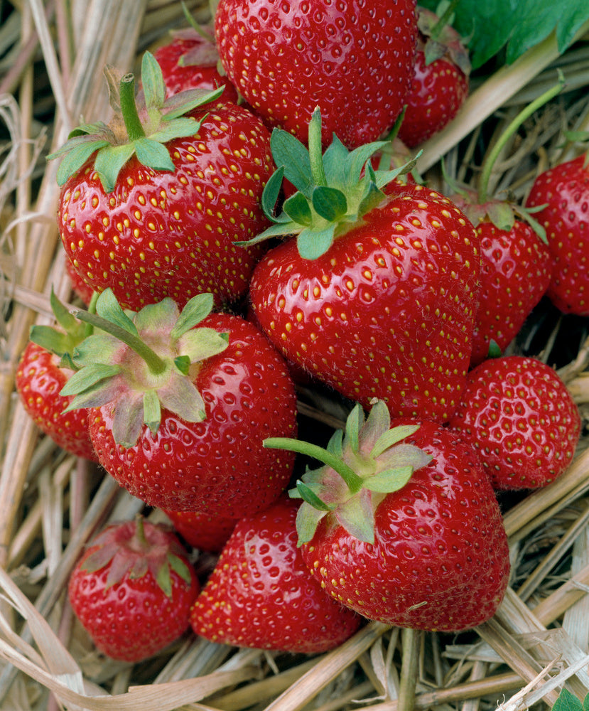 Lot De 10 Fraisiers ‘Elsanta’ – Plante D’Extérieur