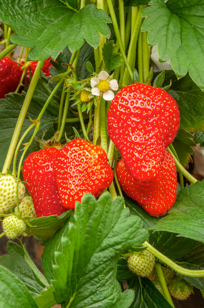 Lot De 10 Fraisiers ‘Elsanta’ – Plante D’Extérieur