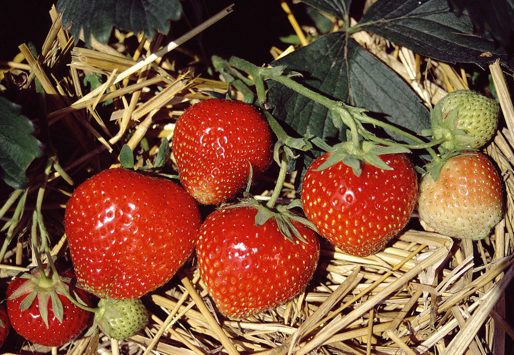 Lot De 10 Fraisiers ‘Elsanta’ – Plante D’Extérieur