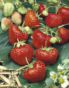 Lot De 10 Fraisiers ‘Elsanta’ – Plante D’Extérieur