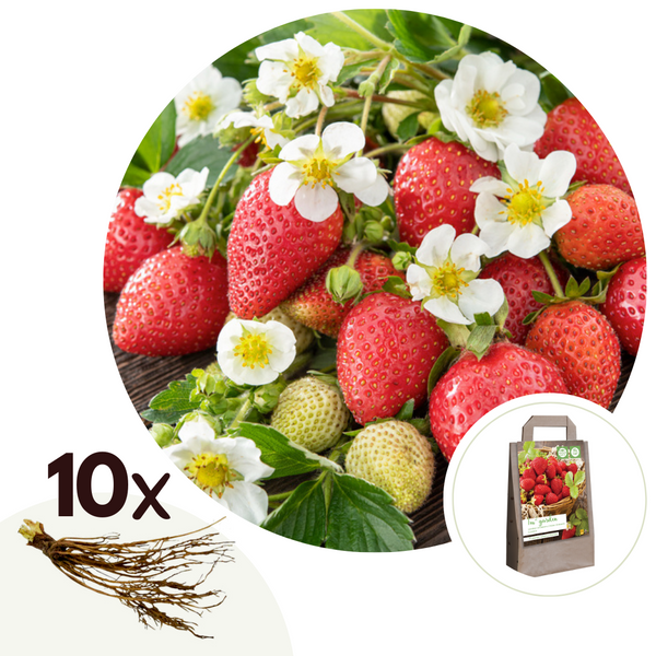 Lot De 10 Fraisiers ‘Elsanta’ – Plante D’Extérieur