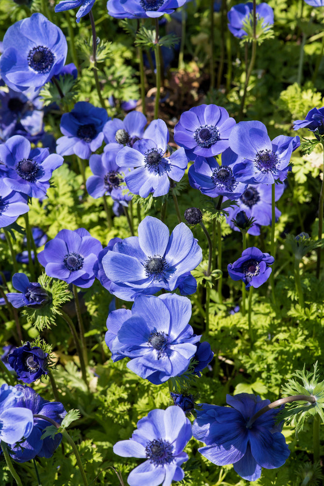 Mélange De 125 Bulbes D’Été Bleus – Plante D’Extérieur