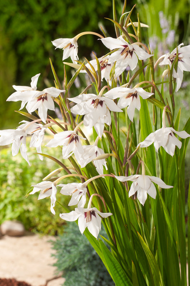 Mélange De 125 Bulbes D’Été Bleus – Plante D’Extérieur