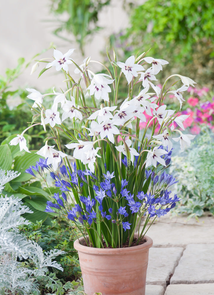Mélange De 125 Bulbes D’Été Bleus – Plante D’Extérieur