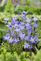 Mélange De 125 Bulbes D’Été Bleus – Plante D’Extérieur