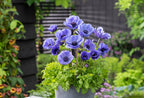 Mélange De 125 Bulbes D’Été Bleus – Plante D’Extérieur