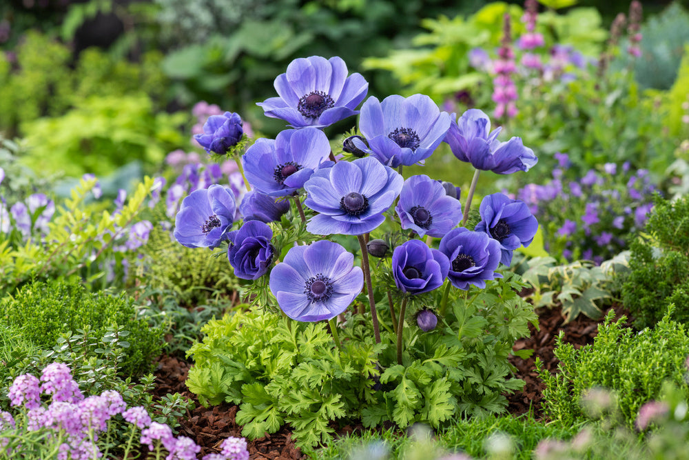 Mélange De 125 Bulbes D’Été Bleus – Plante D’Extérieur