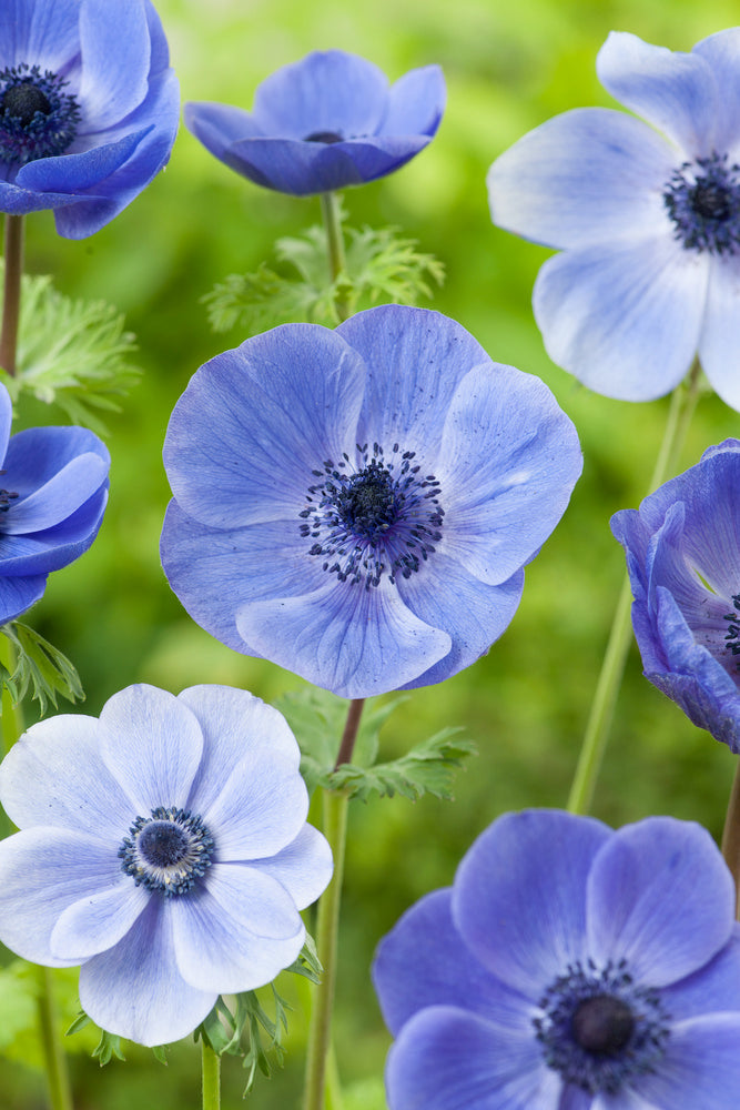Mélange De 125 Bulbes D’Été Bleus – Plante D’Extérieur