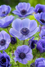 Mélange De 125 Bulbes D’Été Bleus – Plante D’Extérieur