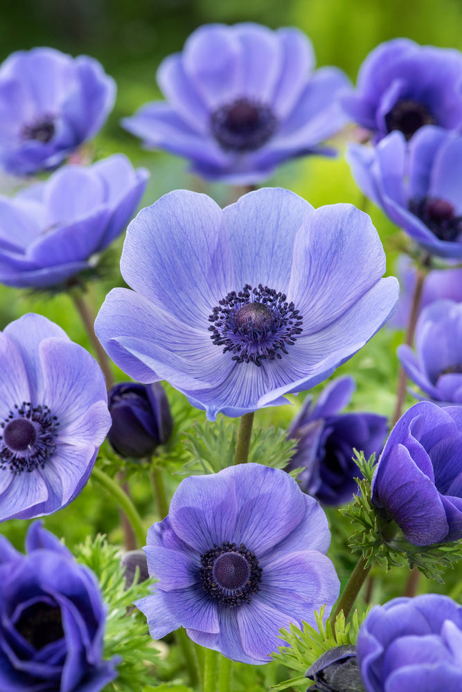 Mélange De 125 Bulbes D’Été Bleus – Plante D’Extérieur