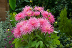 Mélange De 125 Bulbes D’Été Roses – Plante D’Extérieur