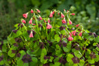 Mélange De 125 Bulbes D’Été Roses – Plante D’Extérieur