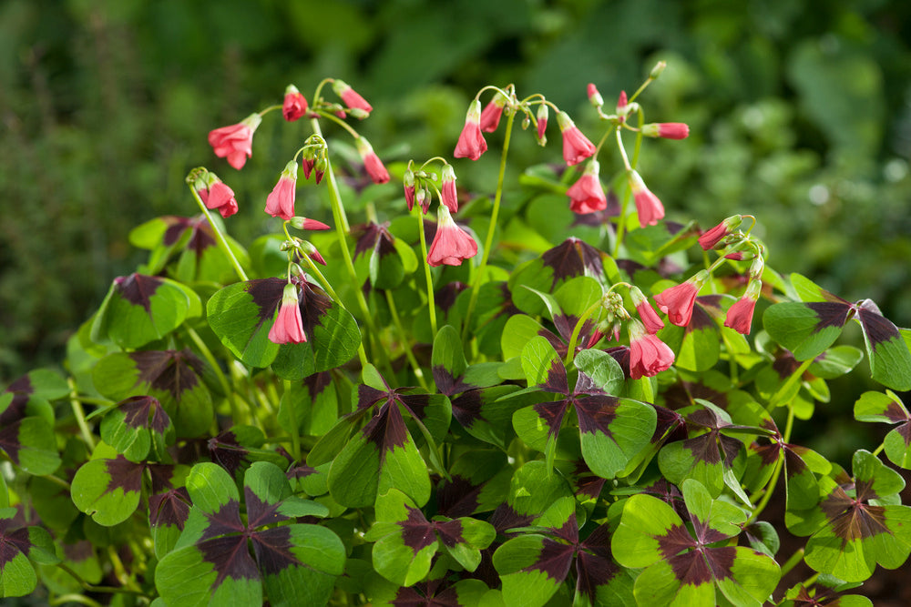 Mélange De 125 Bulbes D’Été Roses – Plante D’Extérieur