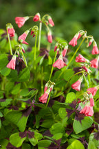 Mélange De 125 Bulbes D’Été Roses – Plante D’Extérieur