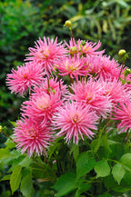 Mélange De 125 Bulbes D’Été Roses – Plante D’Extérieur