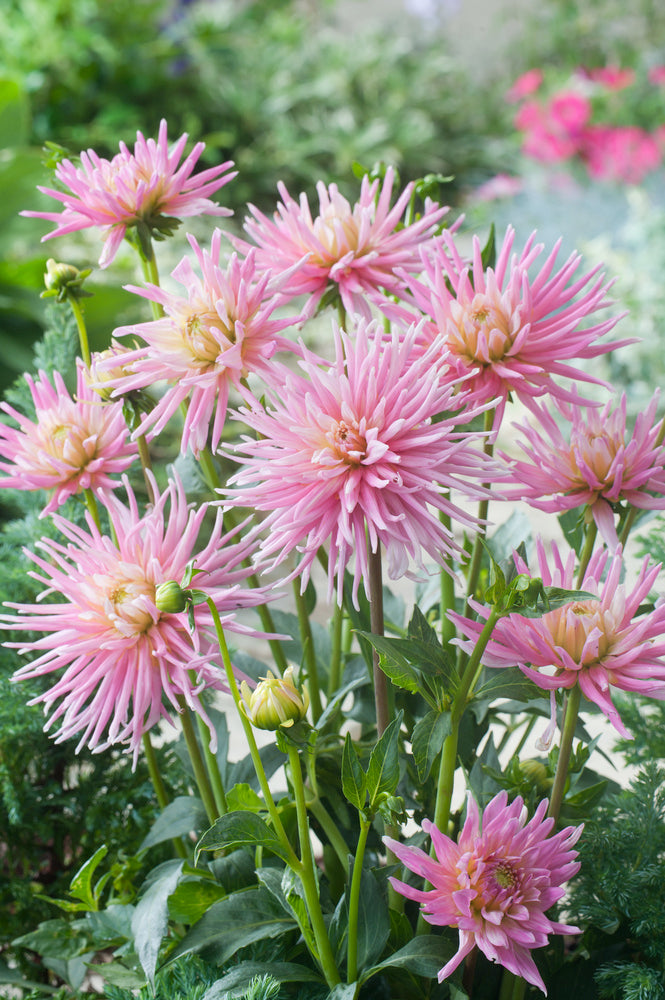 Mélange De 125 Bulbes D’Été Roses – Plante D’Extérieur