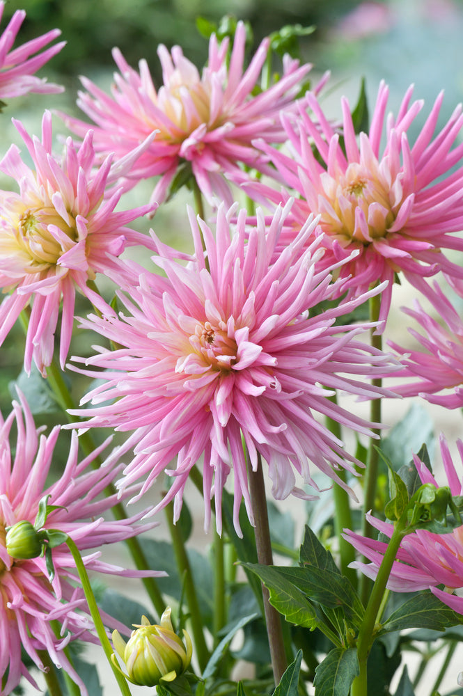 Mélange De 125 Bulbes D’Été Roses – Plante D’Extérieur