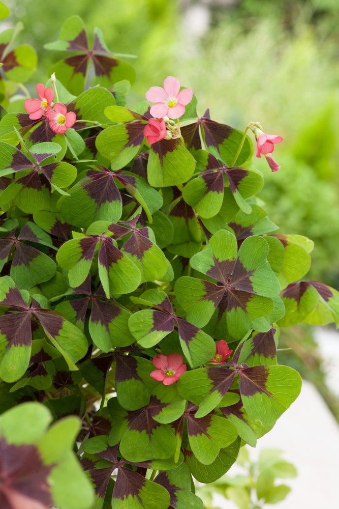 Mélange De 125 Bulbes D’Été Roses – Plante D’Extérieur