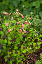 Mélange De 125 Bulbes D’Été Roses – Plante D’Extérieur