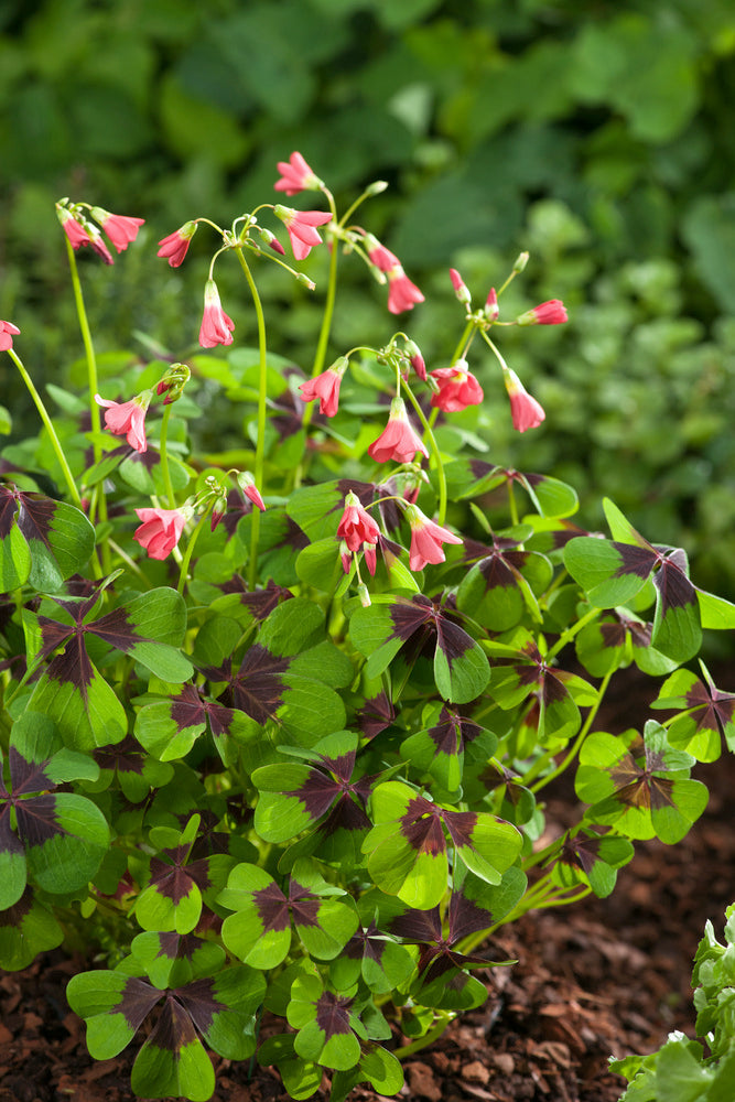 Mélange De 125 Bulbes D’Été Roses – Plante D’Extérieur