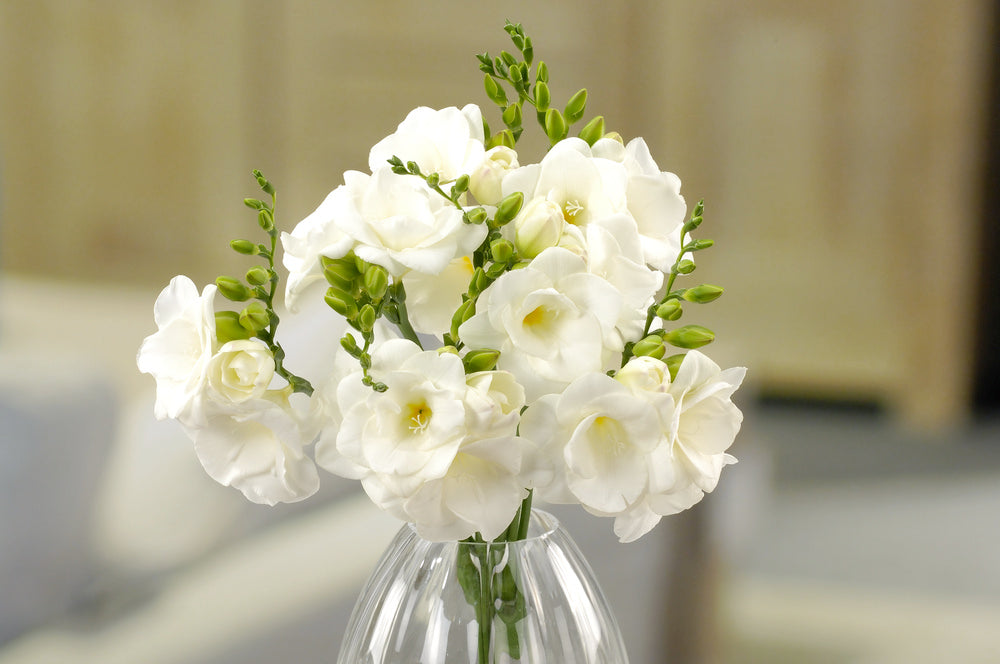 Mélange De 125 Bulbes D’Été Roses – Plante D’Extérieur