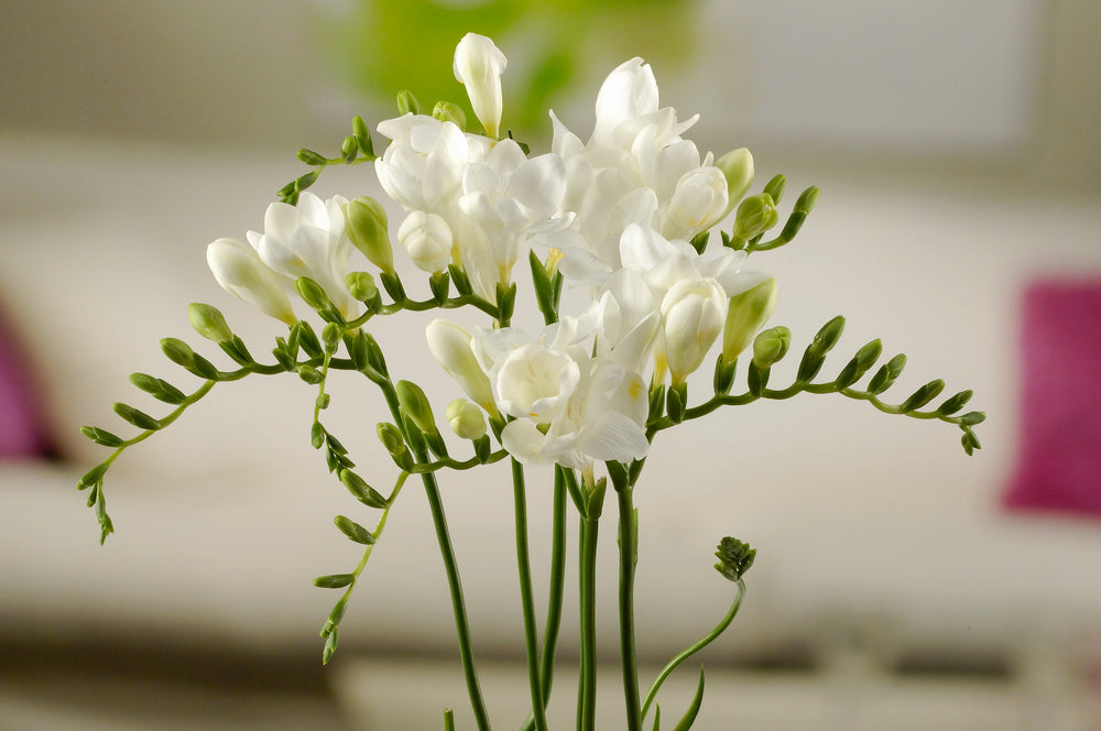 Mélange De 125 Bulbes D’Été Roses – Plante D’Extérieur