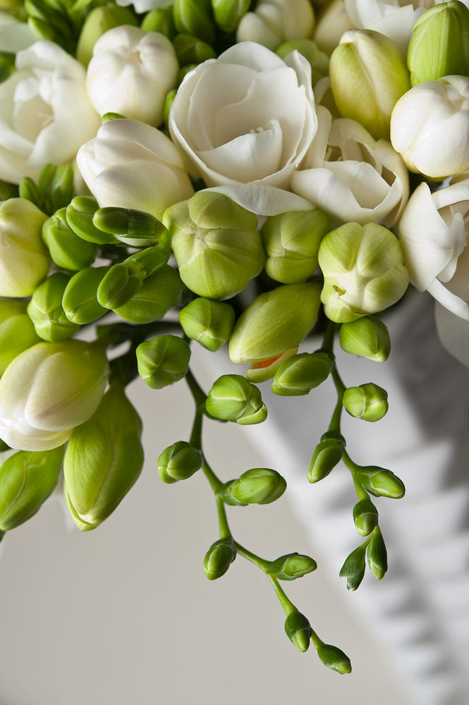 Mélange De 125 Bulbes D’Été Roses – Plante D’Extérieur