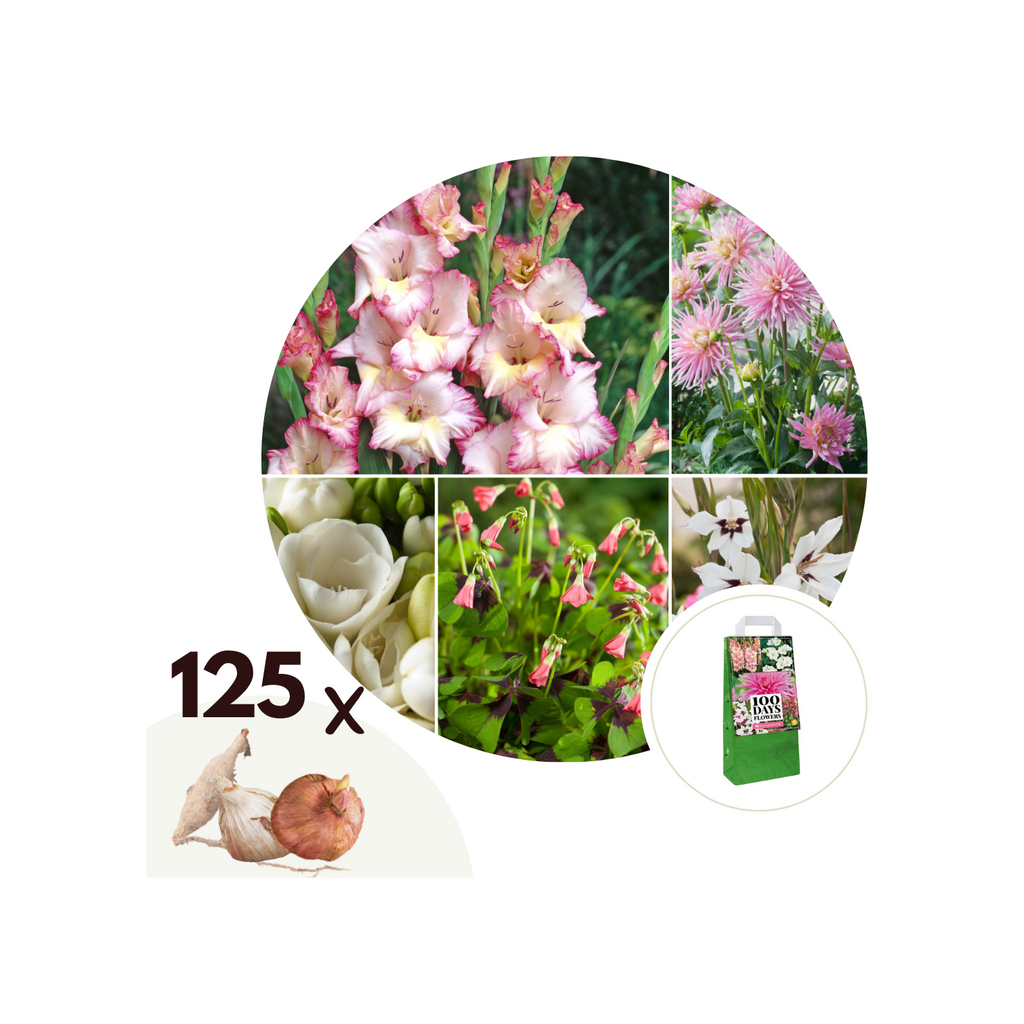 Mélange De 125 Bulbes D’Été Roses – Plante D’Extérieur