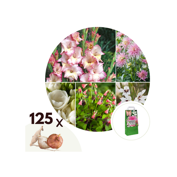 Mélange De 125 Bulbes D’Été Roses – Plante D’Extérieur