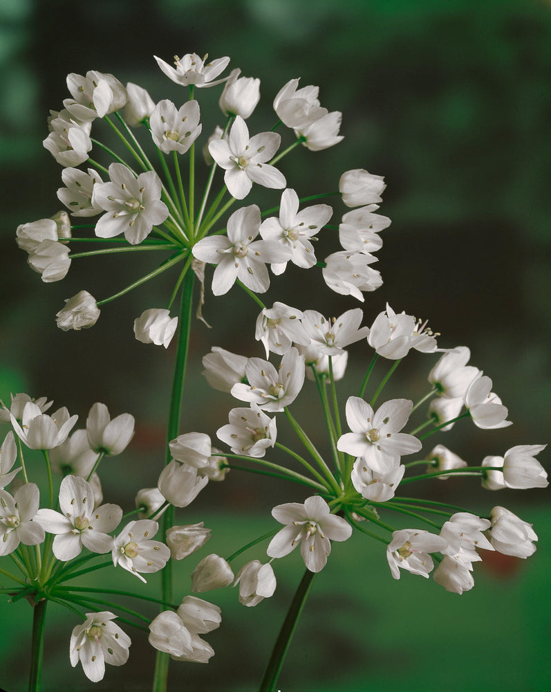 Mélange De 125 Bulbes D’Été Blancs – Plante D’Extérieur