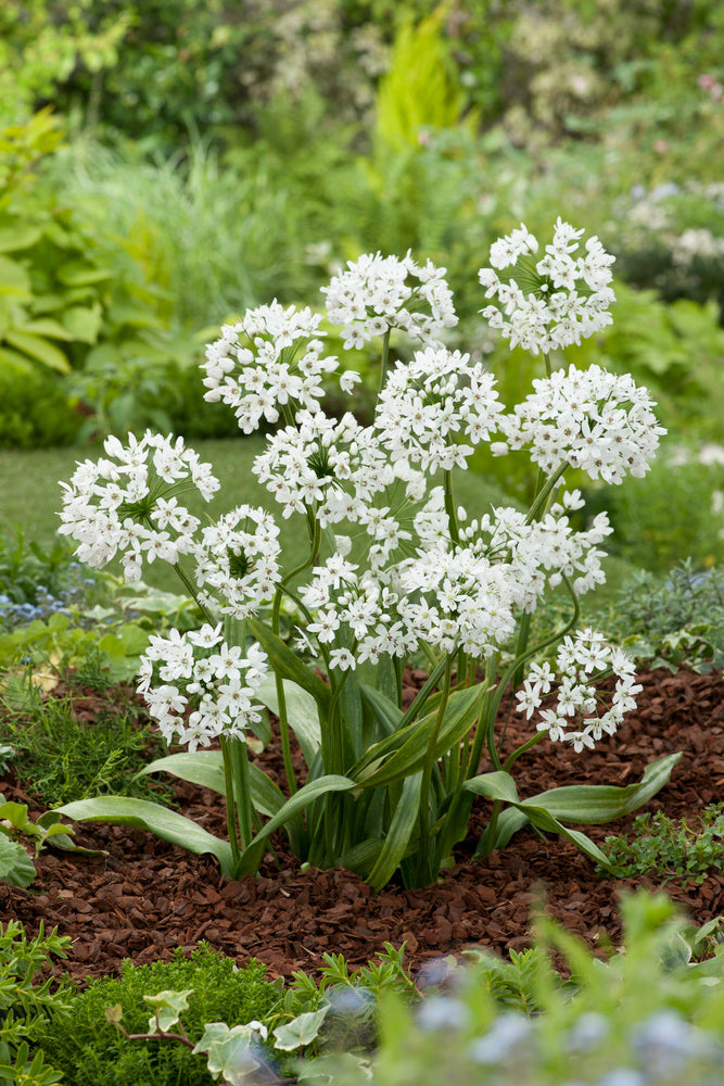Mélange De 125 Bulbes D’Été Blancs – Plante D’Extérieur