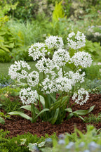 Mélange De 125 Bulbes D’Été Blancs – Plante D’Extérieur