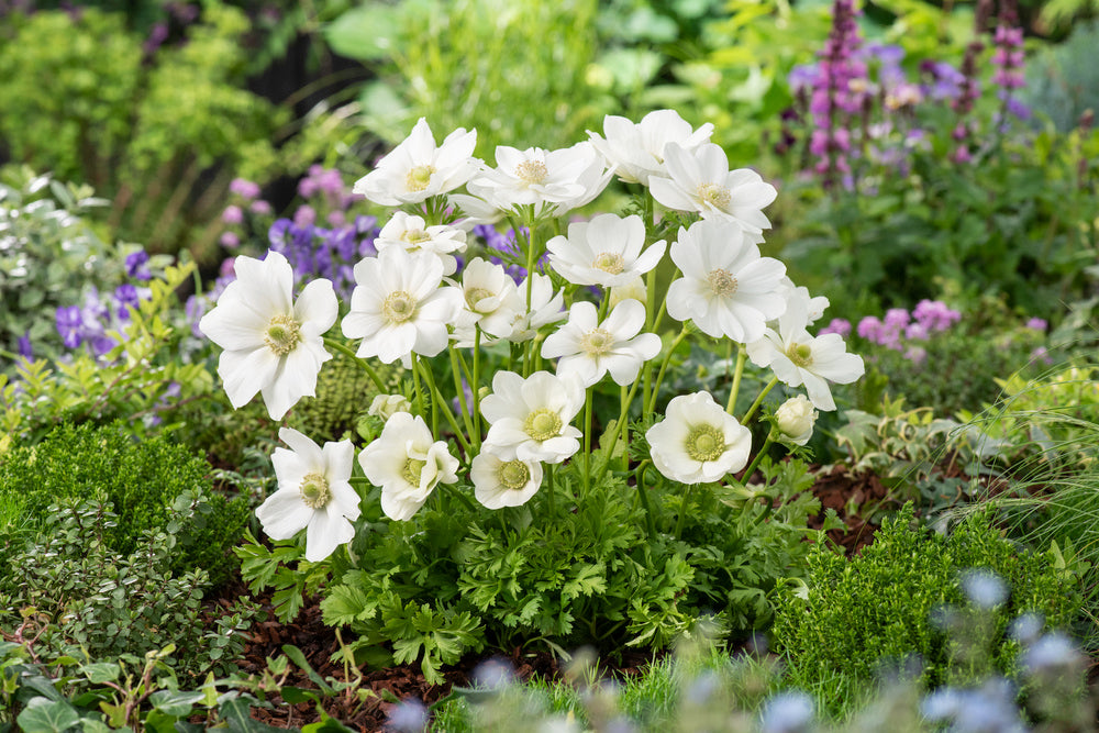 Mélange De 125 Bulbes D’Été Blancs – Plante D’Extérieur
