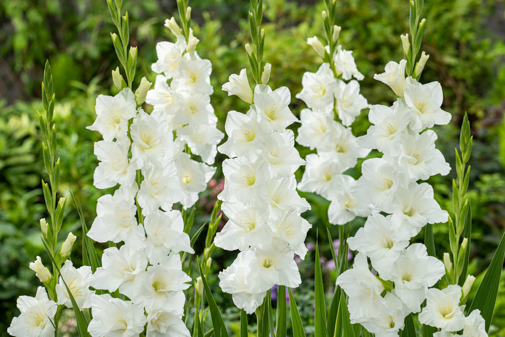 Mélange De 125 Bulbes D’Été Blancs – Plante D’Extérieur