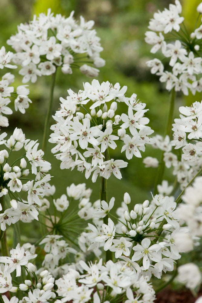 Mélange De 125 Bulbes D’Été Blancs – Plante D’Extérieur