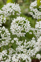 Mélange De 125 Bulbes D’Été Blancs – Plante D’Extérieur