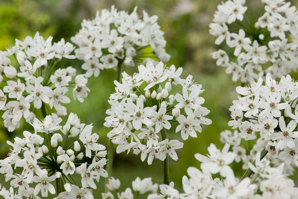 Mélange De 125 Bulbes D’Été Blancs – Plante D’Extérieur