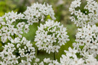 Mélange De 125 Bulbes D’Été Blancs – Plante D’Extérieur