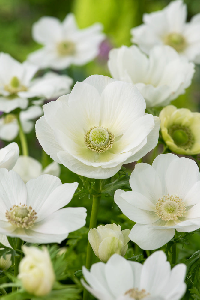 Mélange De 125 Bulbes D’Été Blancs – Plante D’Extérieur