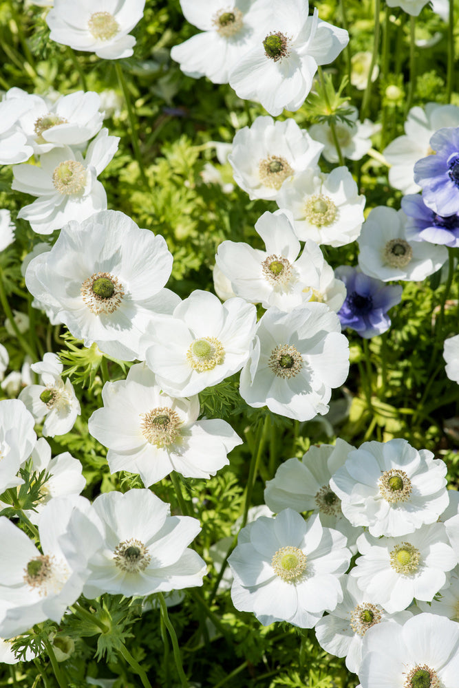 Mélange De 125 Bulbes D’Été Blancs – Plante D’Extérieur