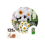 Mélange De 125 Bulbes D’Été Blancs – Plante D’Extérieur