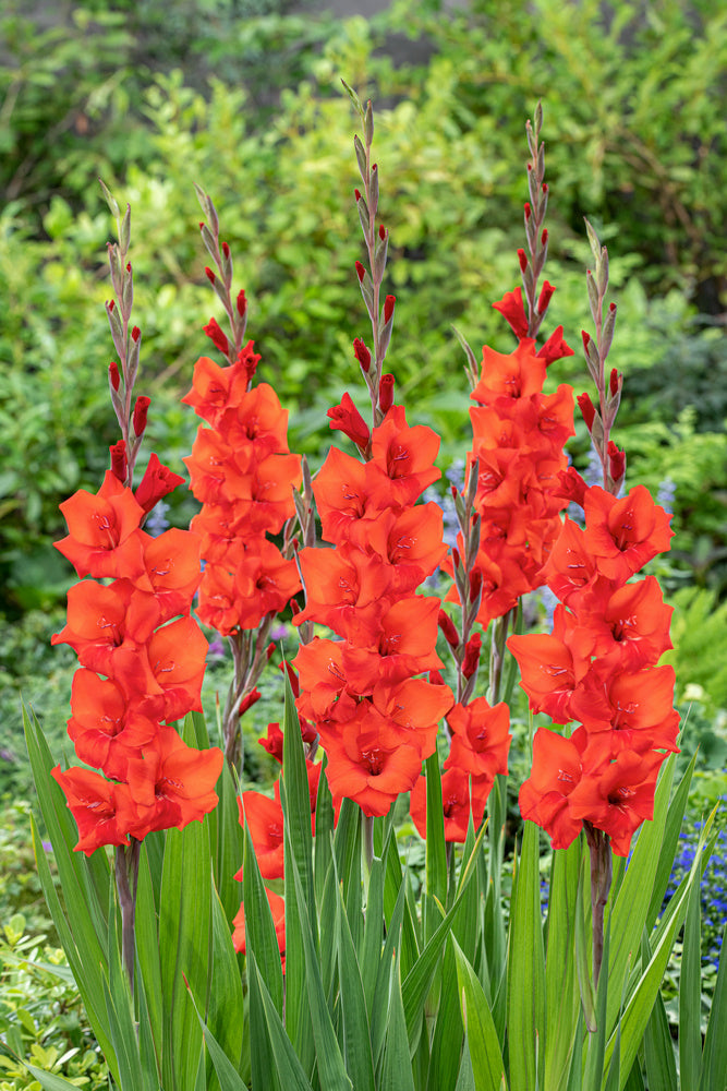 Mélange De 125 Bulbes Des Pays-Bas – Plante D’Extérieur