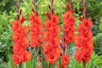 Mélange De 125 Bulbes Des Pays-Bas – Plante D’Extérieur