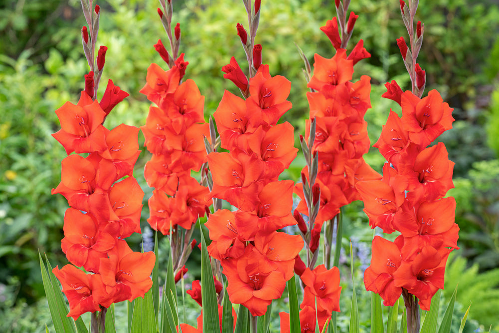 Mélange De 125 Bulbes Des Pays-Bas – Plante D’Extérieur