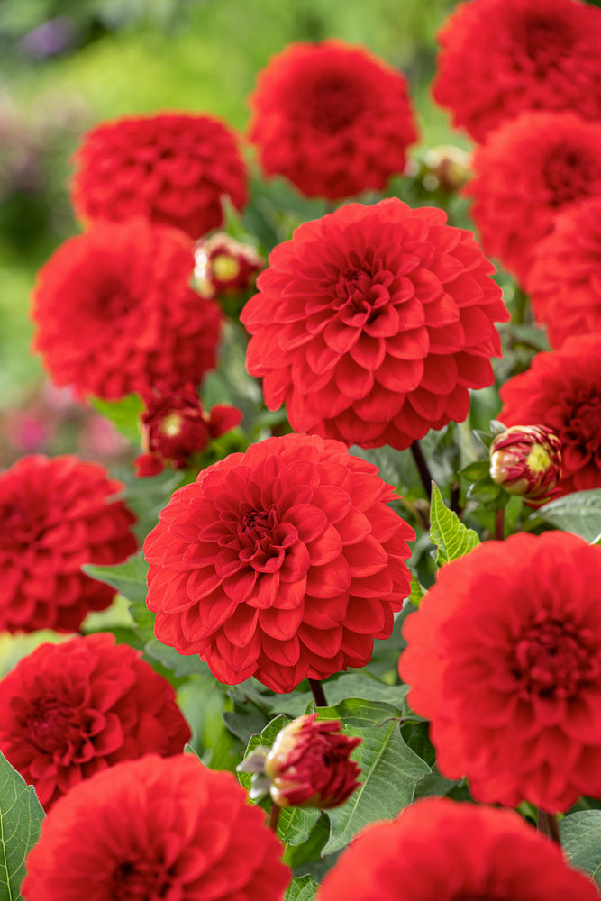 Mélange De 125 Bulbes Des Pays-Bas – Plante D’Extérieur