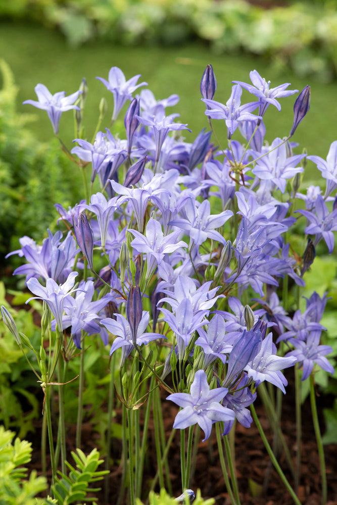 Mélange De 125 Bulbes Des Pays-Bas – Plante D’Extérieur