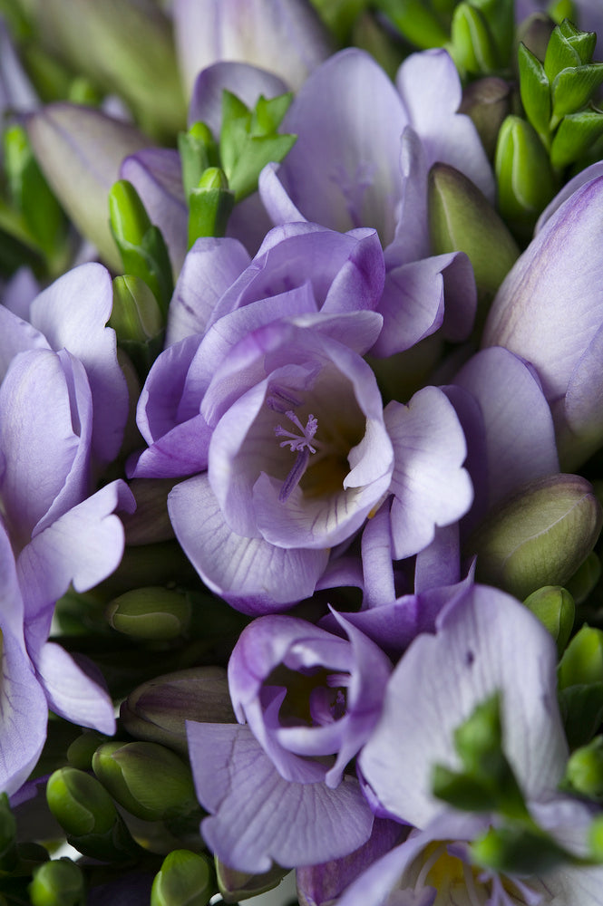 Mélange De 125 Bulbes Des Pays-Bas – Plante D’Extérieur