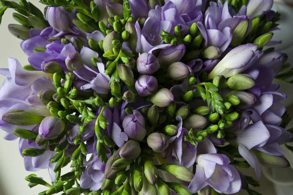 Mélange De 125 Bulbes Des Pays-Bas – Plante D’Extérieur