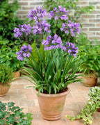 Lot De 6 Rhizomes D’Agapanthes Bleues – Plante D’Extérieur